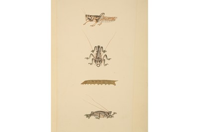 Lot 380 - A STUDY OF A LOCUST, A GRASSHOPPER, AND A CATERPILLAR