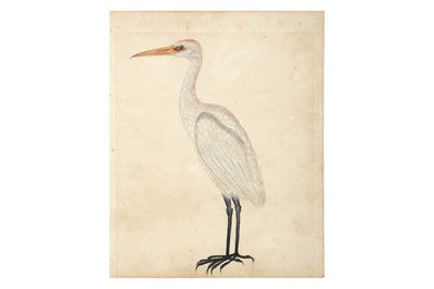 Lot 381 - A STUDY OF AN INDIAN GREAT EGRET (ARDEA MODESTA)