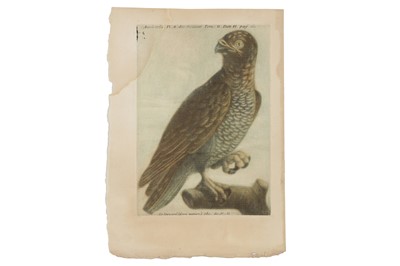 Lot 112 - JACQUES FABIEN GAUTIER D'AGOTY (MARSEILLE 1716-1785 PARIS)