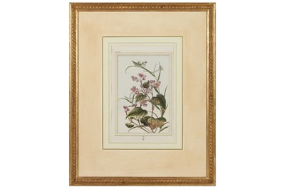 Lot 111 - Five Botanical plates