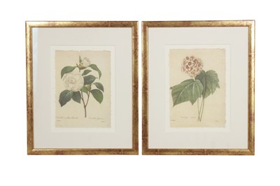Lot 185 - PIERRE-JOSEPH REDOUTE (BELGIUM 1759-1840)