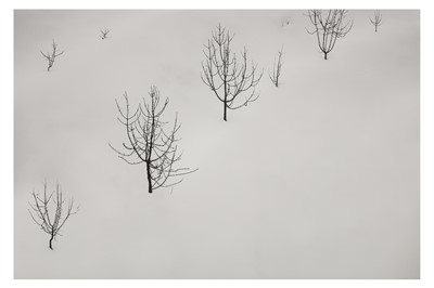Lot 242 - ABBAS KIAROSTAMI (IRANIAN 1940-2016)