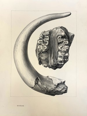 Lot 147 - Hopwood. Fossil Elephant Teeth from India. Original Mss and artwork 1921