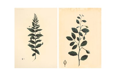 Lot 292 - TWO COMPANY SCHOOL BOTANICAL STUDIES OF INDIAN PLANTS