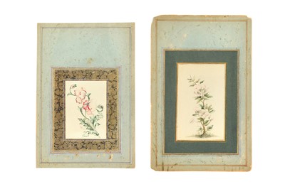 Lot 44 - TWO ALBUM PAGE STUDIES OF ROSE BUSHES