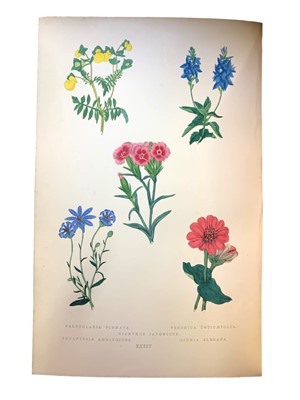 Lot 149 - Maund (B.) & Niven (J. C., ed.) The Botanic Garden