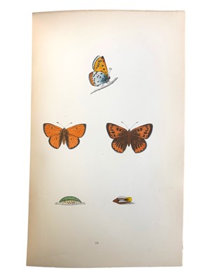 Lot 150 - Morris. British Butterflies & British Birds, 7vol.