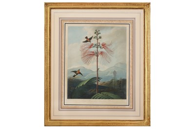 Lot 87 - Thornton (Robert John) Large Flowering Sensitive Plant