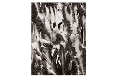 Lot 244 - Brett Weston (1911-1993)