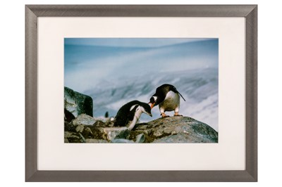 Lot 519 - COLLECTION OF FRAMED OLYMPUS PROMO PHOTOGRAPHY, c.2000