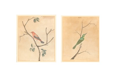 Lot 478 - TWO COMPANY SCHOOL PAINTINGS OF INDIAN BIRDS