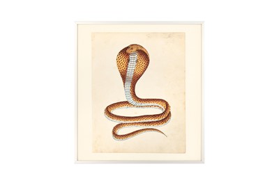 Lot 477 - A COMPANY SCHOOL PAINTING OF A COBRA