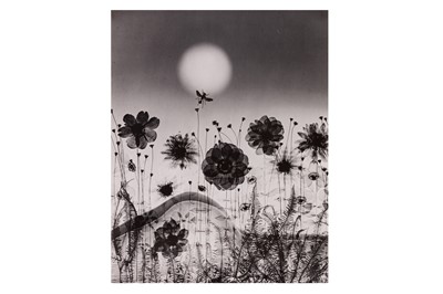 Lot 569 - Sam Haskins (1926-2009)
