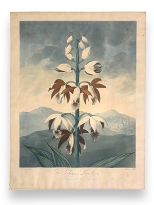 Lot 92 - Thornton (Robert John) The China Limodoron