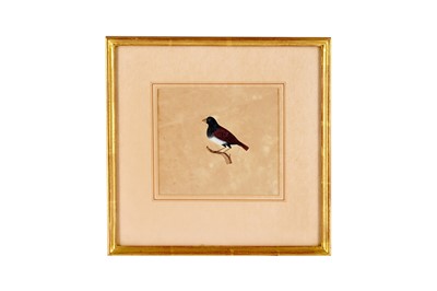 Lot 249 - A STUDY OF A BIRD