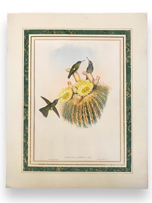 Lot 85 - Gould (John)