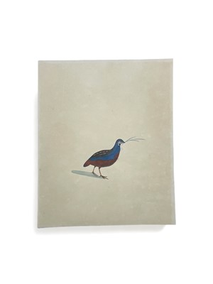 Lot 50 - A study of a blue-breasted quail (Synoicus Chinensis)