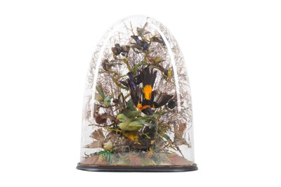 Lot 172 - TAXIDERMY: A VICTORIAN DOME DISPLAY OF EXOTIC BIRDS, LATE 19TH CENTURY
