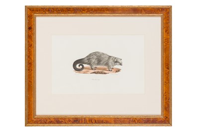 Lot 116 - Geoffroy Saint-Hilaire (Estienne) & Cuvier (Fréderic) Ten hand-coloured lithographs from ‘Histoire Naturelle des Mammifères...'
