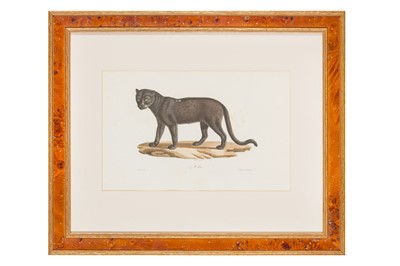 Lot 117 - Geoffroy Saint-Hilaire (Estienne) & Cuvier (Fréderic) Ten hand-coloured lithographs from ‘Histoire Naturelle des Mammifères...'