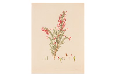 Lot 104 - Bauer. Collection of Plates. [Delineations of Exotick Plants, Cultivated in the Royal Gardens at Kew] 1796-1803