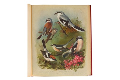 Lot 93 - Thornburn. British Birds,  1915-16