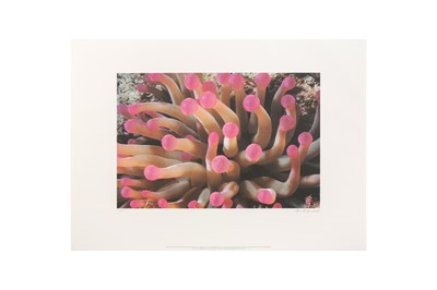 Lot 13 - Leni Riefenstahl (1902-2003)