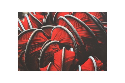 Lot 13 - Leni Riefenstahl (1902-2003)