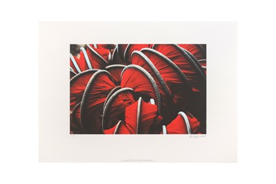 Lot 13 - Leni Riefenstahl (1902-2003)
