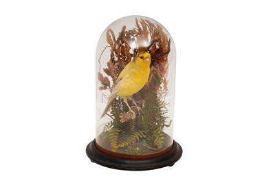 Lot 398 - A VICTORIAN TAXIDERMY CANARY, ATTRIBUTED TO THOMAS EDWARD GUNN (1844-1923) OF NORWICH