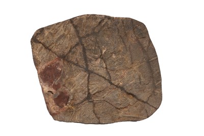 Lot 167 - A Scyphocrinites Elegans Crinoid Bed Fossil, Alnif, Morocco. Devonian, circa 410 million years old