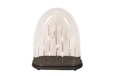 Lot 180 - A VICTORIAN-STYLE SHELL DISPLAY UNDER A GLASS DOME