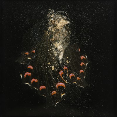Lot 468 - Mat Collishaw (b.1966)