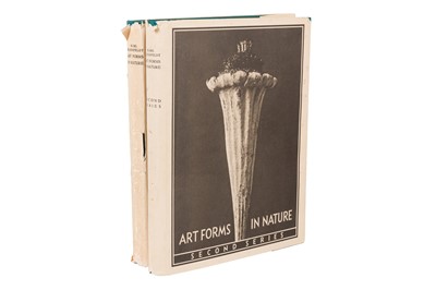 Lot 383 - Karl Blossfeldt (1865-1932)
