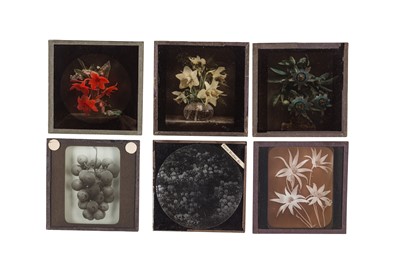 Lot 41 - Magic Lantern Slides; Floral Studies c.1920s