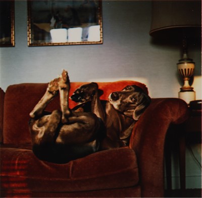 Lot 274 - William Wegman (b.1943)