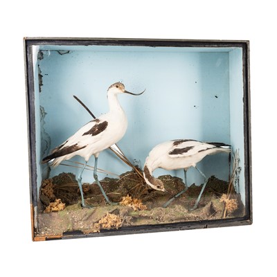 Lot 361 - A Victorian taxidermy group of two Pied Avocets (Recurvirostra avosetta)