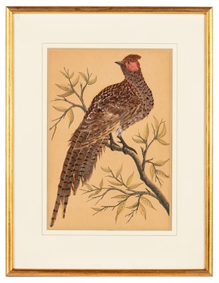 Lot 75 - British School, A pair of taxidermy pictures of pheasants (male and female)