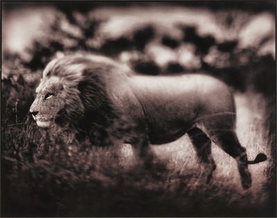 Lot 289 - Nick Brandt (b.1966)