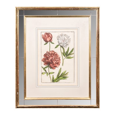 Lot 411 - After Maria Sibylla Merian (German 1647-1717)