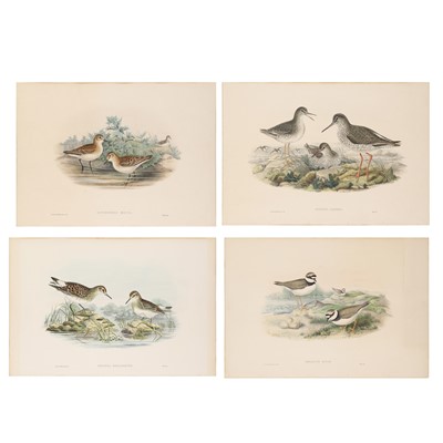 Lot 138 - Gould (John)