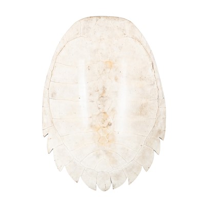 Lot 437 - Giant South American River Turtle Blonde Shell (Podocnemis expansa)