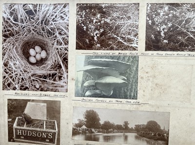 Lot 149 - An Edwardian Photograph Album by Herbert Browne Wood with Birds Eggs in Nests.