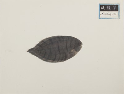Lot 220 - A rare Chinese album containing fifty watercolour paintings, Qing dynasty, early 19th century