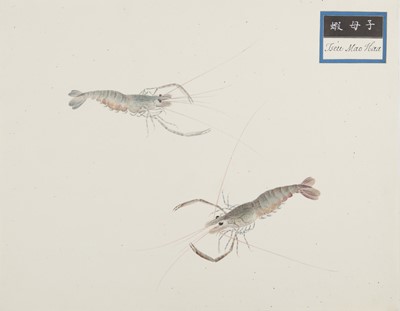 Lot 220 - A rare Chinese album containing fifty watercolour paintings, Qing dynasty, early 19th century