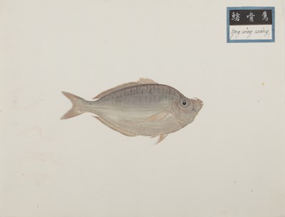 Lot 220 - A rare Chinese album containing fifty watercolour paintings, Qing dynasty, early 19th century