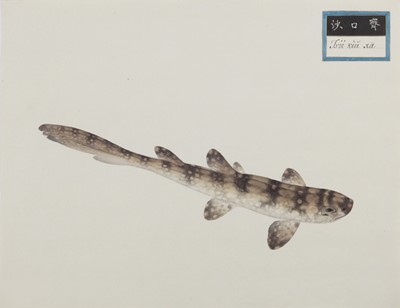 Lot 220 - A rare Chinese album containing fifty watercolour paintings, Qing dynasty, early 19th century