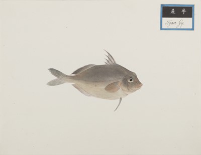 Lot 220 - A rare Chinese album containing fifty watercolour paintings, Qing dynasty, early 19th century