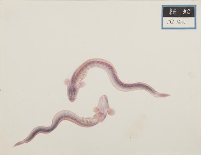 Lot 220 - A rare Chinese album containing fifty watercolour paintings, Qing dynasty, early 19th century