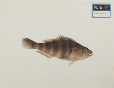 Lot 220 - A rare Chinese album containing fifty watercolour paintings, Qing dynasty, early 19th century